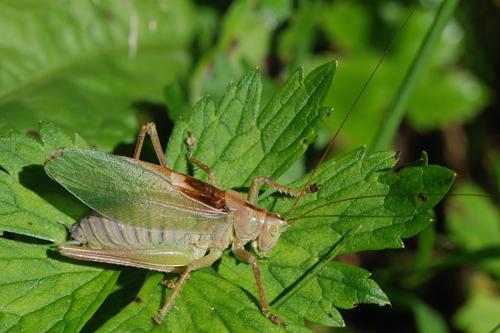 Upland Green Bush-cricket