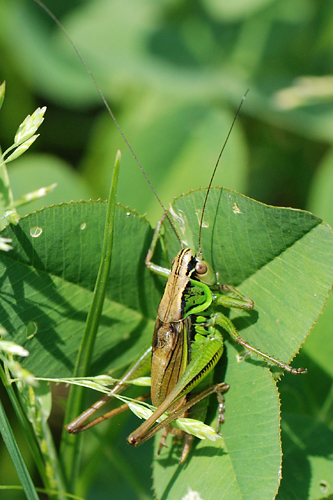 Roesel's Bush-cricket