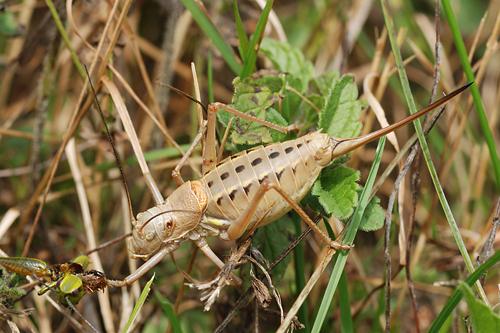 Alpine Saddle-backed Bush-cricket