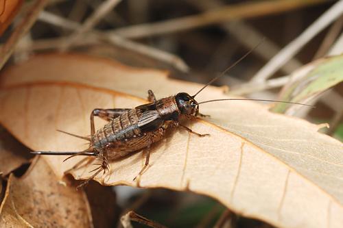 Wood-cricket