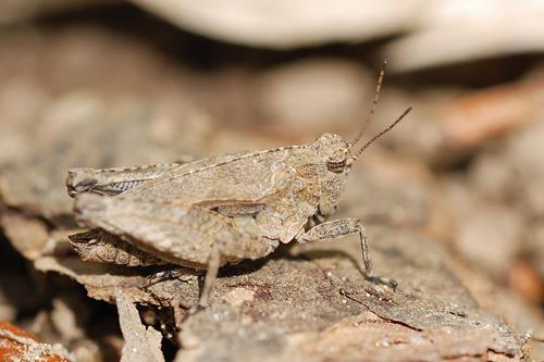 Long-horned Groundhopper