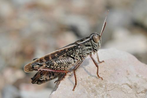 Italian Locust