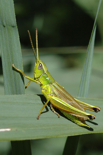 Large Gold Grasshopper