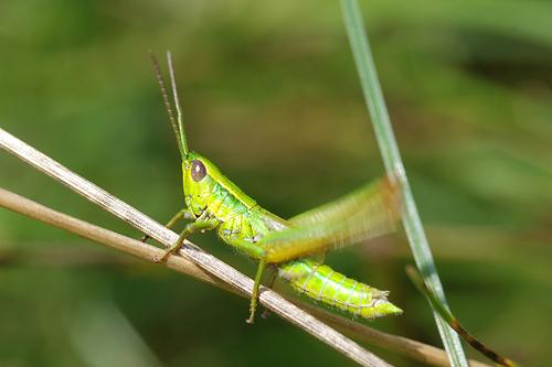 Small Gold Grasshopper