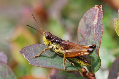 Swiss Gold Grasshopper