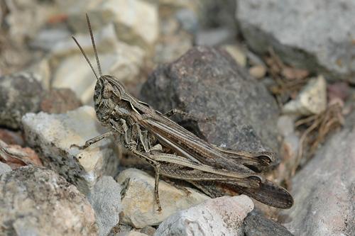 Common Field Grasshopper