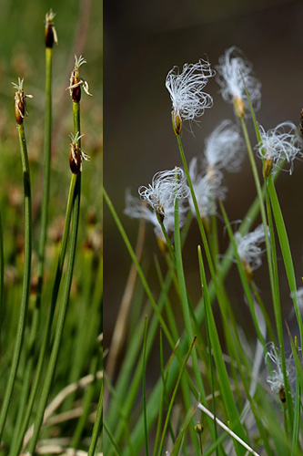 <em>Trichophorum alpinum</em>