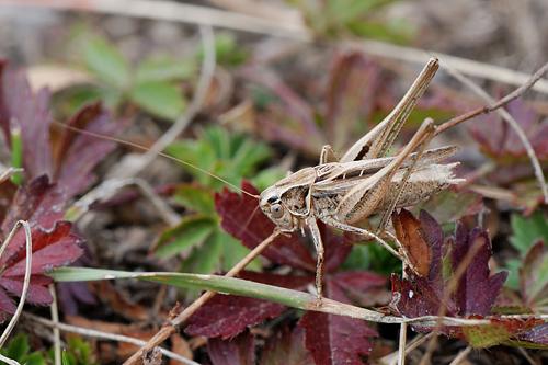 Brown-spotted Bush-cricket