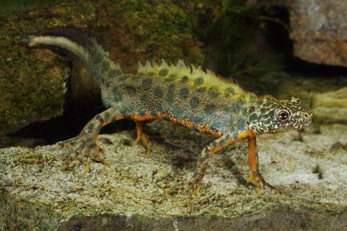 Alpine Warty Newt