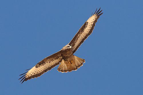 Western Steppe Buzzard