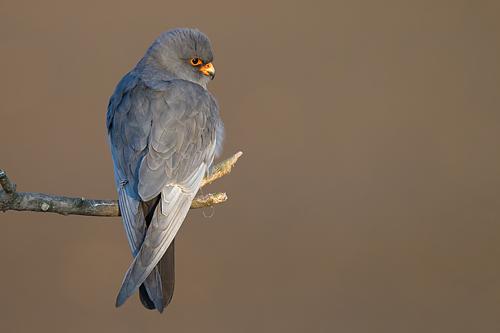 Red-footed Falcon