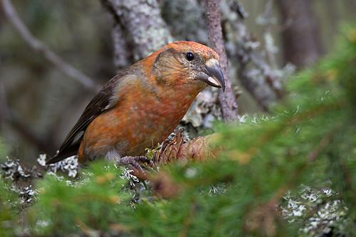 Red Crossbill