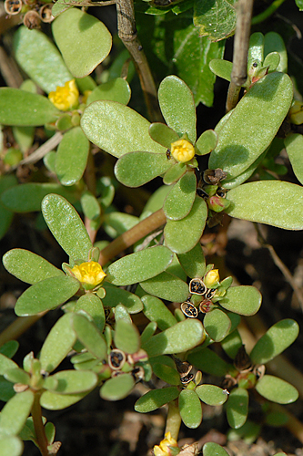 <em>Portulaca oleracea</em>