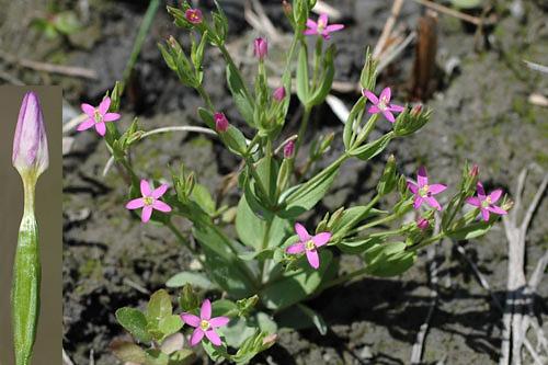 <em>Centaurium pulchellum</em>