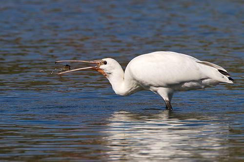 Eurasian Spoonbill