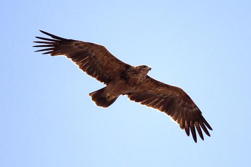 Tawny Eagle