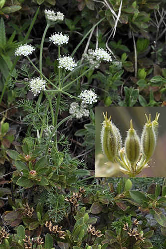 <em>Athamanta cretensis</em>