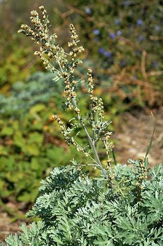 <em>Artemisia absinthium</em>