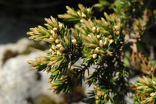 Subalpine & alpine dwarf shrub heaths