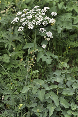 <em>Laserpitium latifolium</em>