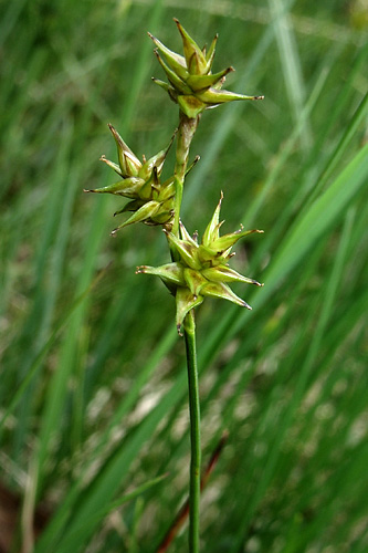 <em>Carex echinata</em>