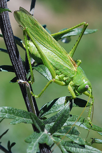 Eastern Green Bush-cricket