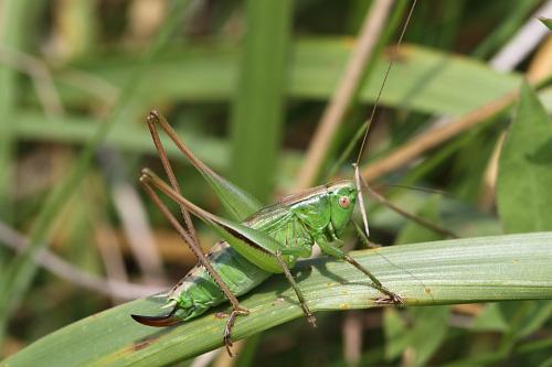 Two-coloured Bush-cricket