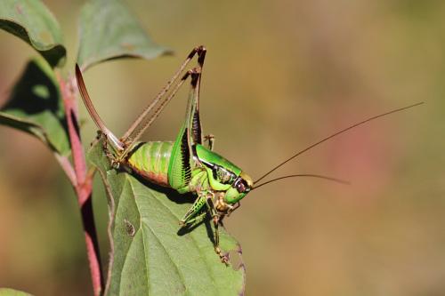 Chabrier's Bush-cricket