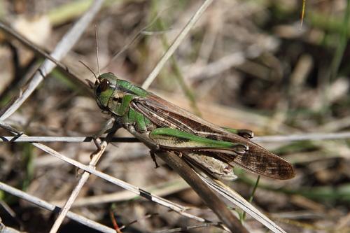 Migratory Locust