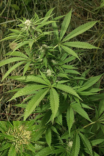 <em>Cannabis sativa</em>