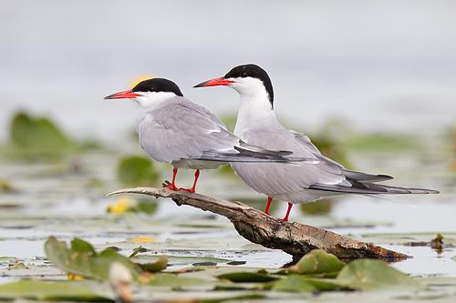 Common Tern