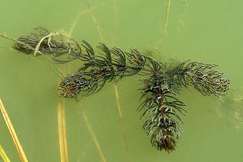 <em>Ceratophyllum demersum</em>