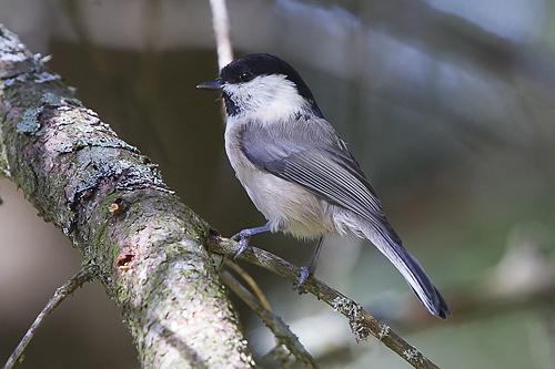 Willow Tit