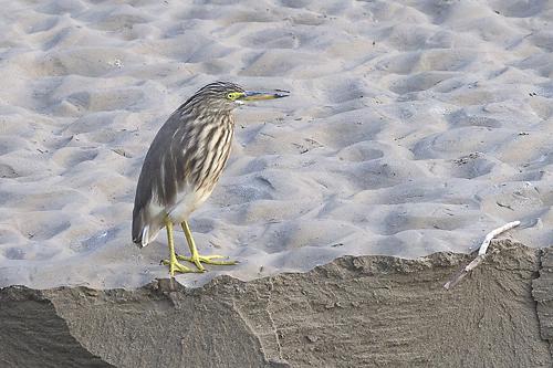 Indian Pond Heron