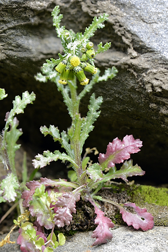 <em>Senecio vulgaris</em>