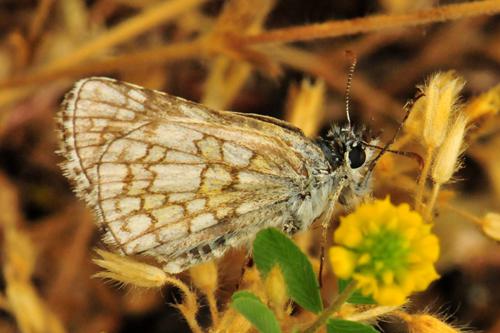 Yellow-banded Skipper