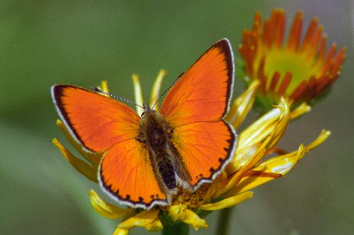 Scarce Copper