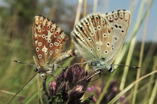 Chalkhill Blue