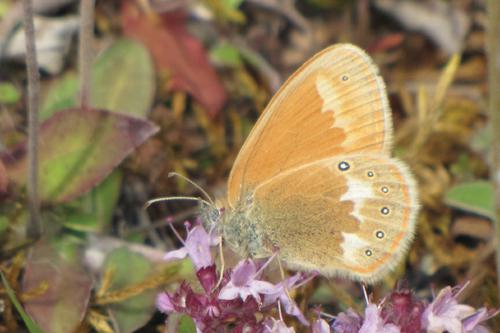 Chestnut Heath