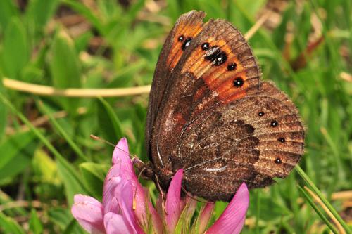 de Prunner's Ringlet