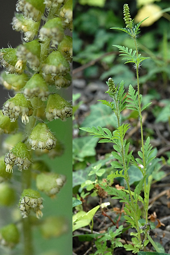 <em>Ambrosia artemisiifolia</em>