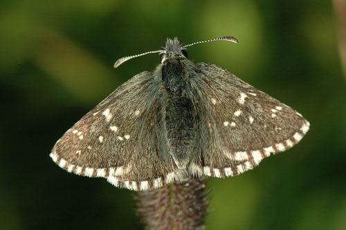 Dusky Grizzled Skipper
