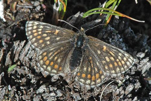 Little Fritillary