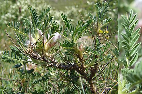 Astragalus sempervirens, Dorniger Tragant, , Astragale toujours vert