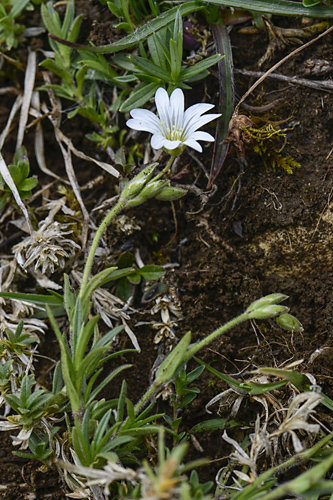 Cerastium arvense subsp. strictum