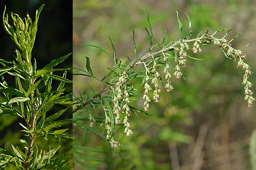 Artemisia verlotiorum, Verlotscher Beifuss, , Armoise des frères Verlot