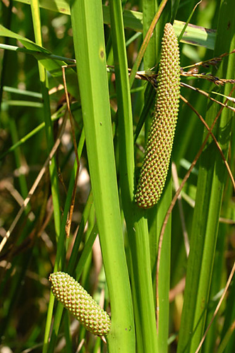 Acorus calamus