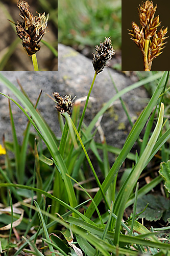 <em>Carex lachenalii</em>