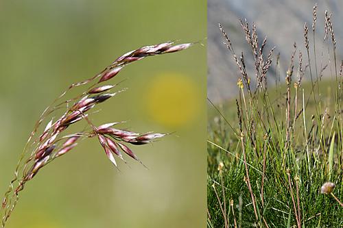 Alpine grasslands on calcareous soils