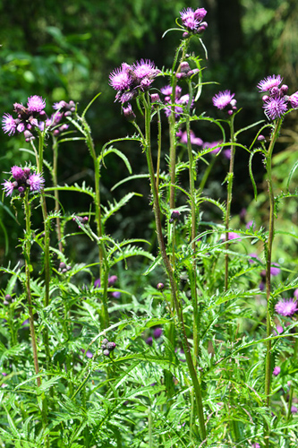 <em>Cirsium rivulare</em>